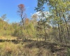 TBD BERGER Road, Bruceton Mills, West Virginia 26525, ,Lots/land,For Sale,BERGER,10156702