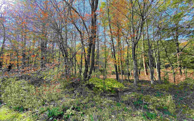 Lot 3 Blizzards Gate Road, Harman, West Virginia 26270, ,Lots/land,For Sale,Blizzards Gate,10156846