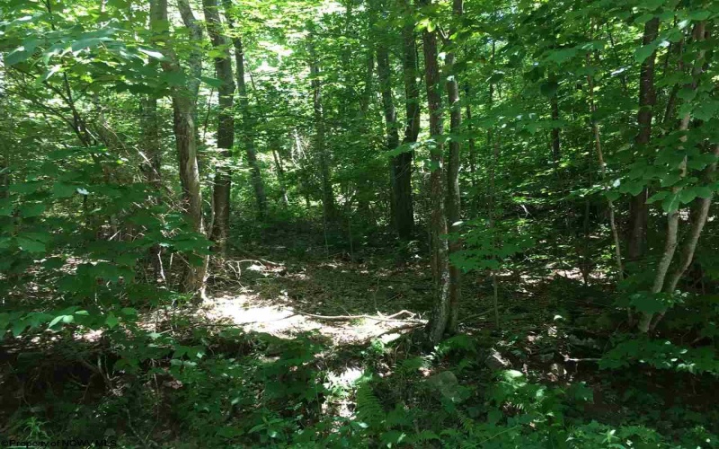 3 Stone Camp Ridge, Dryfork, West Virginia 26263, ,Lots/land,For Sale,Stone Camp,10156851