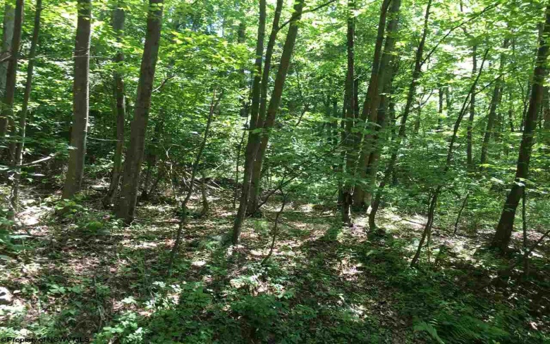 3 Stone Camp Ridge, Dryfork, West Virginia 26263, ,Lots/land,For Sale,Stone Camp,10156851