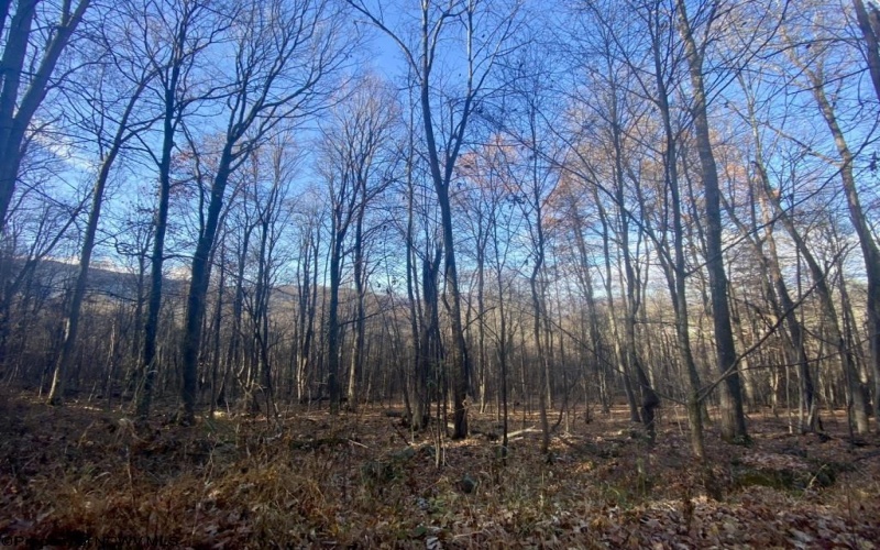 3 Stone Camp Ridge, Dryfork, West Virginia 26263, ,Lots/land,For Sale,Stone Camp,10156851