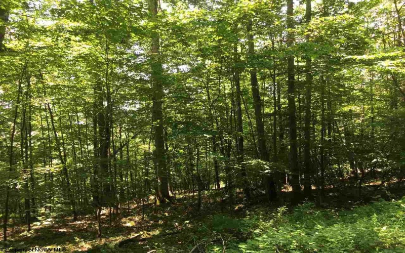 3 Stone Camp Ridge, Dryfork, West Virginia 26263, ,Lots/land,For Sale,Stone Camp,10156851