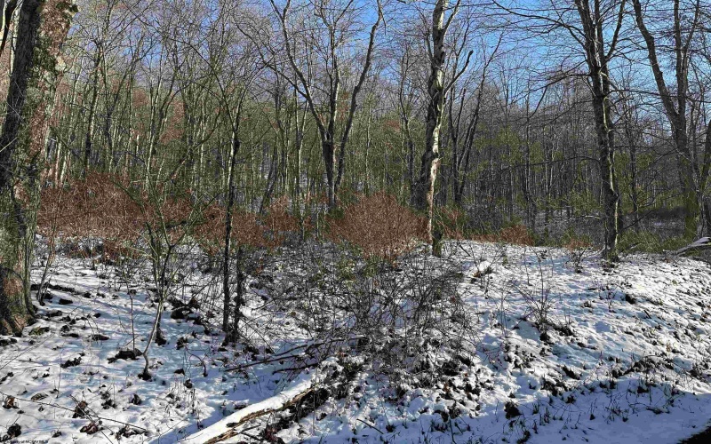 Lot 3 Jesse's Run Road, Fairview, West Virginia 26570, ,Lots/land,For Sale,Jesse's Run,10156975