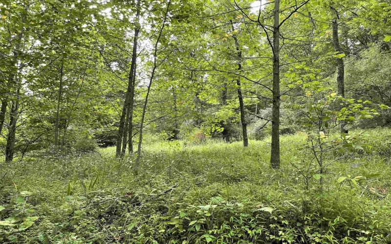 917 Mudlick Run Road, Fairmont, West Virginia 26554, ,Lots/land,For Sale,Mudlick Run,10150581