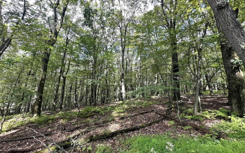 Lot 87 Ginger Court, Terra Alta, West Virginia 26764, ,Lots/land,For Sale,Ginger,10150981