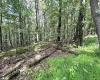 Lot 87 Ginger Court, Terra Alta, West Virginia 26764, ,Lots/land,For Sale,Ginger,10150981