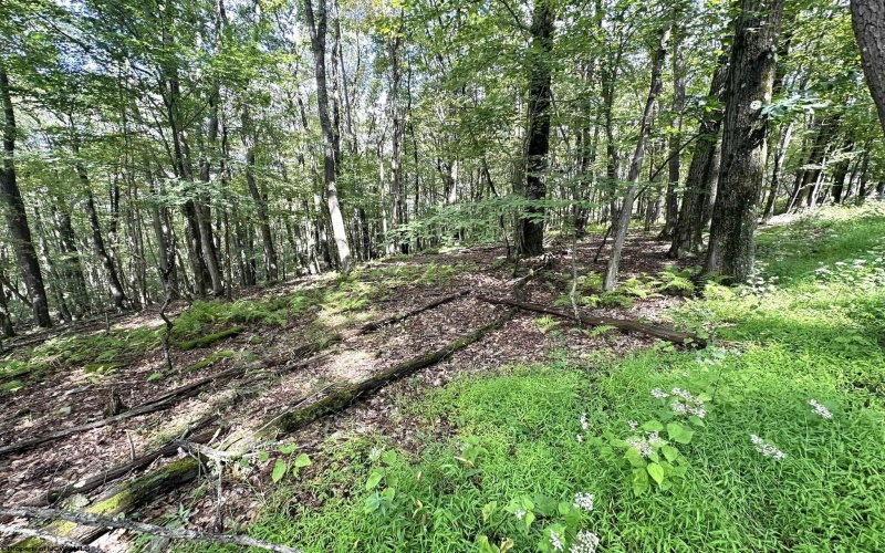 Lot 87 Ginger Court, Terra Alta, West Virginia 26764, ,Lots/land,For Sale,Ginger,10150981