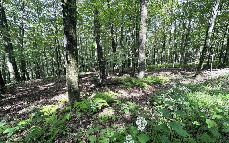 Lot 87 Ginger Court, Terra Alta, West Virginia 26764, ,Lots/land,For Sale,Ginger,10150981