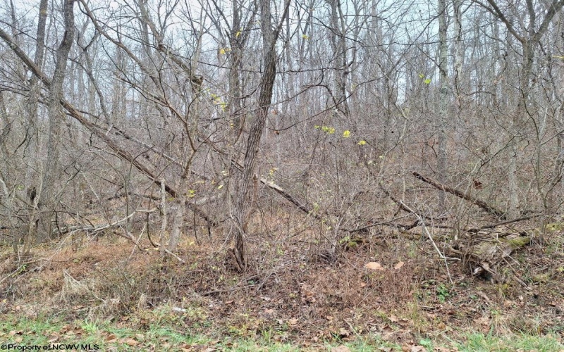 TBD Jack Run Road, Bridgeport, West Virginia 26330, ,Lots/land,For Sale,Jack Run,10157077