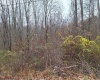 TBD Jack Run Road, Bridgeport, West Virginia 26330, ,Lots/land,For Sale,Jack Run,10157077