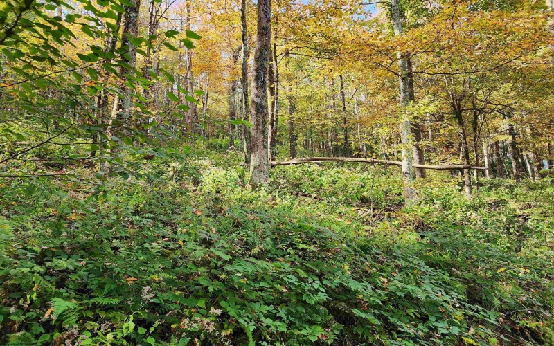 Lot 39 Rocky Road, Harman, West Virginia 26270, ,Lots/land,For Sale,Rocky,10157076