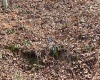 TBD Mud Lick Road, Roanoke, West Virginia 26447, ,Lots/land,For Sale,Mud Lick,10157133