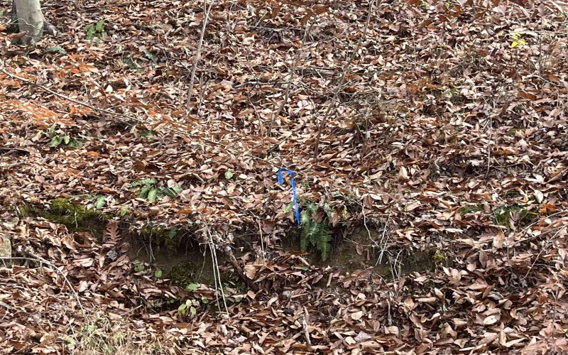 TBD Mud Lick Road, Roanoke, West Virginia 26447, ,Lots/land,For Sale,Mud Lick,10157133