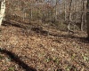 TBD Mud Lick Road, Roanoke, West Virginia 26447, ,Lots/land,For Sale,Mud Lick,10157133