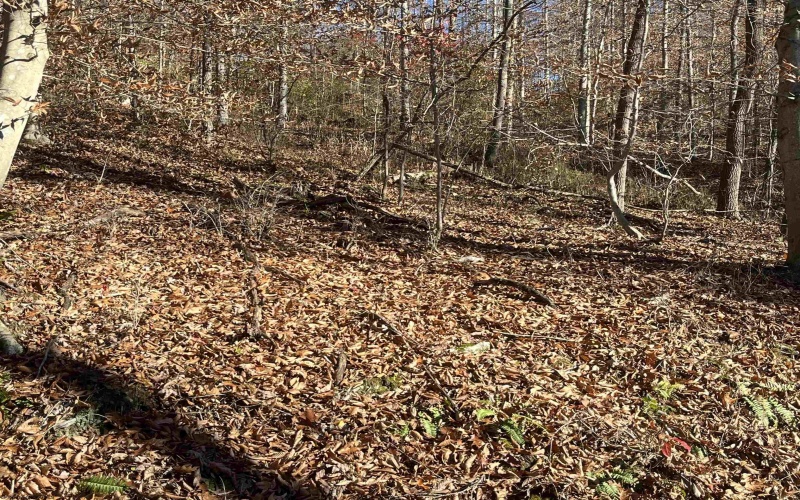 TBD Mud Lick Road, Roanoke, West Virginia 26447, ,Lots/land,For Sale,Mud Lick,10157133