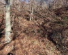 TBD Mud Lick Road, Roanoke, West Virginia 26447, ,Lots/land,For Sale,Mud Lick,10157133