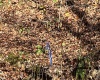 TBD Mud Lick Road, Roanoke, West Virginia 26447, ,Lots/land,For Sale,Mud Lick,10157133