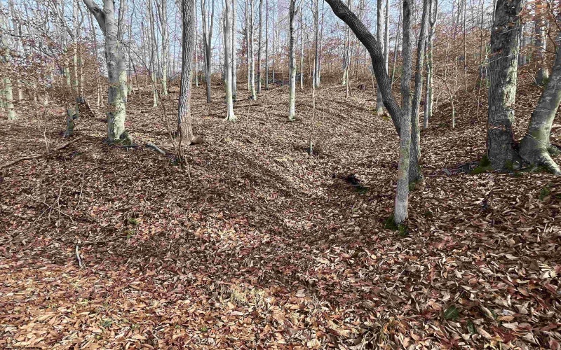 TBD Mud Lick Road, Roanoke, West Virginia 26447, ,Lots/land,For Sale,Mud Lick,10157133