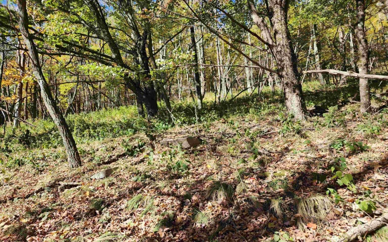 22 Meadows Road, Harman, West Virginia 26270, ,Lots/land,For Sale,Meadows,10157158