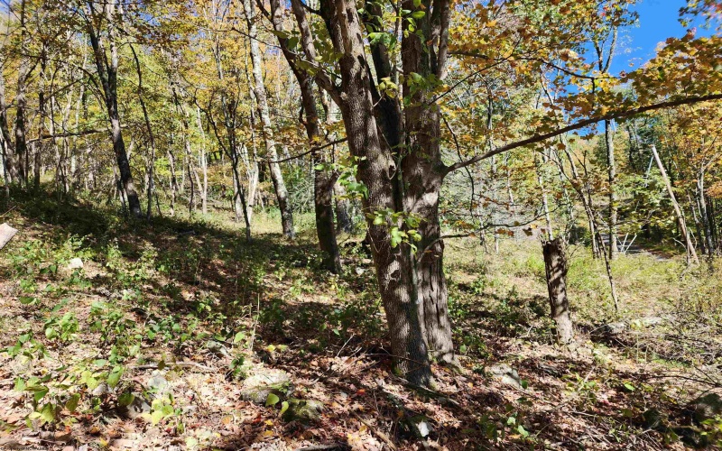 22 Meadows Road, Harman, West Virginia 26270, ,Lots/land,For Sale,Meadows,10157158