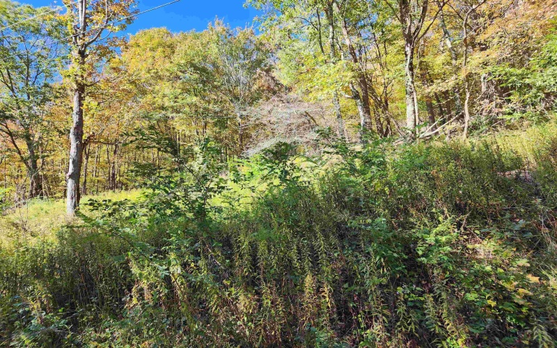 22 Meadows Road, Harman, West Virginia 26270, ,Lots/land,For Sale,Meadows,10157158