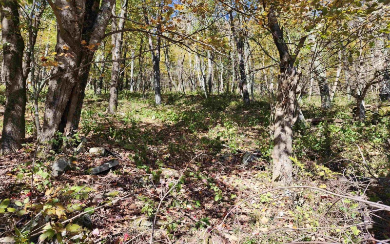 22 Meadows Road, Harman, West Virginia 26270, ,Lots/land,For Sale,Meadows,10157158