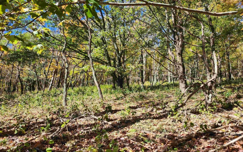 22 Meadows Road, Harman, West Virginia 26270, ,Lots/land,For Sale,Meadows,10157158