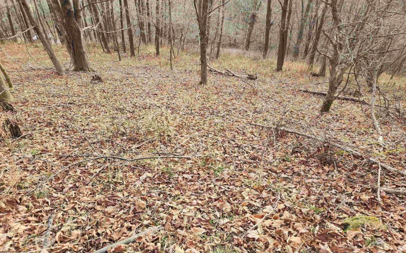 Lot 4 High Mountain Road, Harman, West Virginia 26270, ,Lots/land,For Sale,High Mountain,10157249