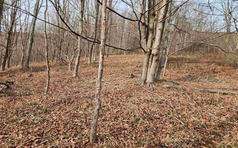 Lot 4 High Mountain Road, Harman, West Virginia 26270, ,Lots/land,For Sale,High Mountain,10157249