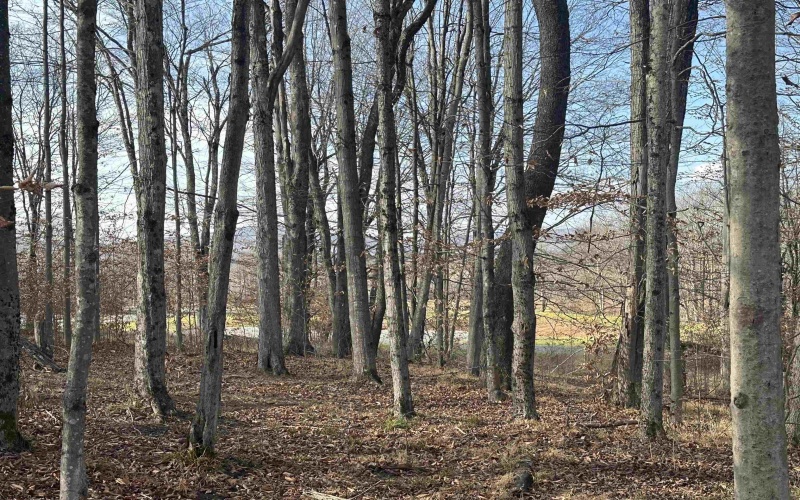 Lot 41 Winterset Drive, Davis, West Virginia 26260, ,Lots/land,For Sale,Winterset,10157254