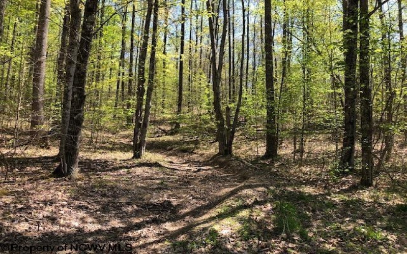 TBD Berry Patch Lane, Elkins, West Virginia 26241, ,Lots/land,For Sale,Berry Patch,10154039