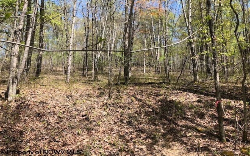 TBD Berry Patch Lane, Elkins, West Virginia 26241, ,Lots/land,For Sale,Berry Patch,10154039