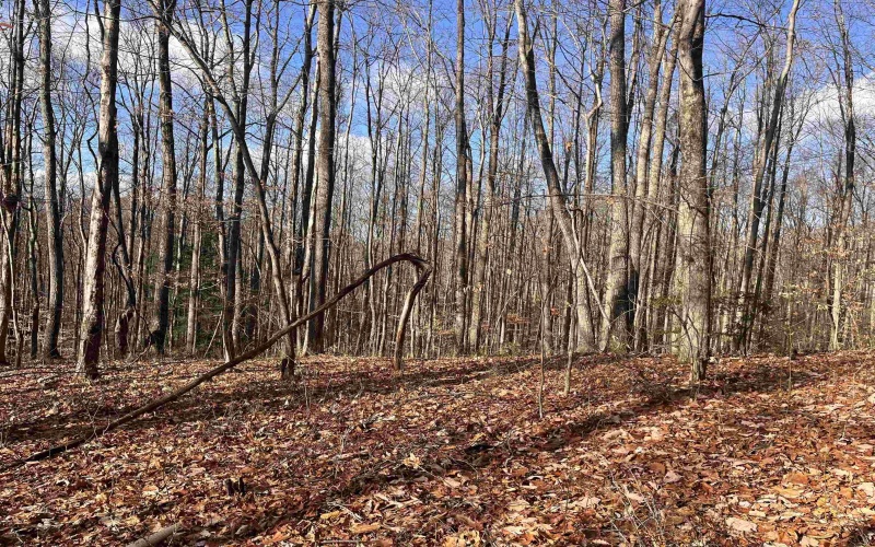 TBD Beech Street, Belington, West Virginia 26520, ,Lots/land,For Sale,Beech,10157342