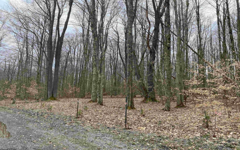 lot 42 Bobcat Road, Davis, West Virginia 26260, ,Lots/land,For Sale,Bobcat,10157334