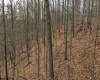 TBD Earl Run Road, Metz, West Virginia 26585, ,Lots/land,For Sale,Earl Run,10157409