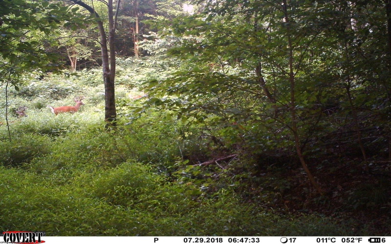 TBD Earl Run Road, Metz, West Virginia 26585, ,Lots/land,For Sale,Earl Run,10157409