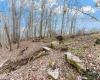 TBD Coal Lick Road, Albright, West Virginia 26519, ,Lots/land,For Sale,Coal Lick,10157471