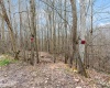 TBD Coal Lick Road, Albright, West Virginia 26519, ,Lots/land,For Sale,Coal Lick,10157471