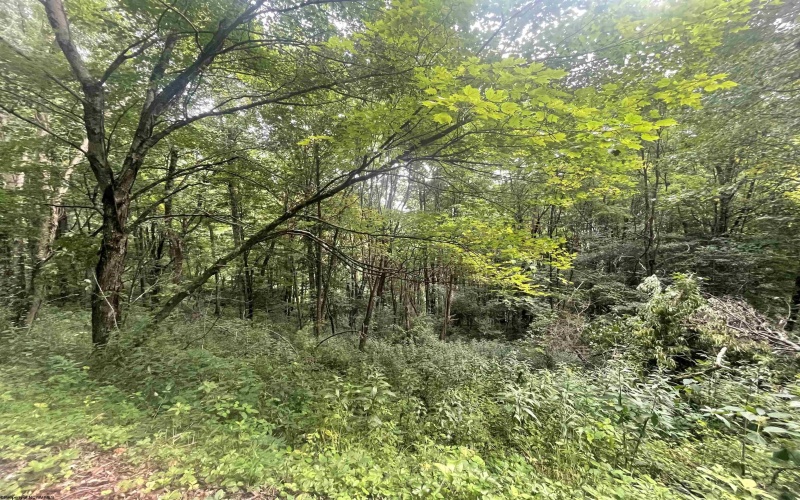 TBD KUMBRABOW FOREST Road, Huttonsville, West Virginia 26273, ,Lots/land,For Sale,KUMBRABOW FOREST,10155777