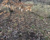 TBD Keller Hill Road, Belington, West Virginia 26260, ,Lots/land,For Sale,Keller Hill,10157596