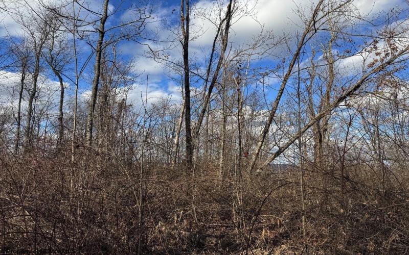 0 Morgantown Pike, Belington, West Virginia 26260, ,Lots/land,For Sale,Morgantown,10157597