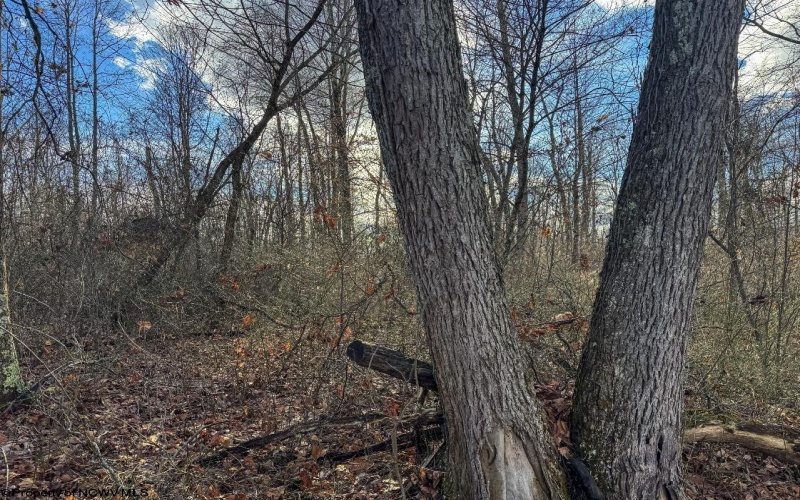 0 Morgantown Pike, Belington, West Virginia 26260, ,Lots/land,For Sale,Morgantown,10157597