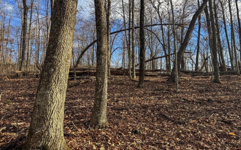 0 Morgantown Pike, Belington, West Virginia 26260, ,Lots/land,For Sale,Morgantown,10157597