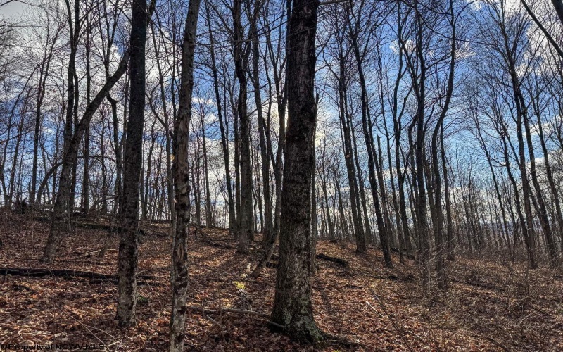 0 Morgantown Pike, Belington, West Virginia 26260, ,Lots/land,For Sale,Morgantown,10157597