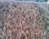 TBD Leaf View Lane, Ellamore, West Virginia 26267, ,Lots/land,For Sale,Leaf View,10157599