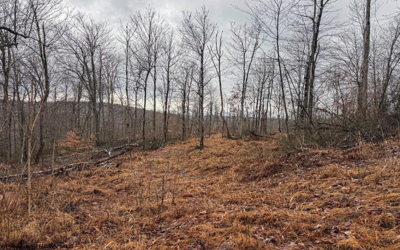 TBD Leaf View Lane, Ellamore, West Virginia 26267, ,Lots/land,For Sale,Leaf View,10157599