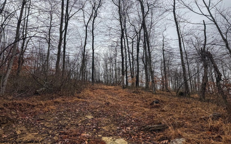 TBD Leaf View Lane, Ellamore, West Virginia 26267, ,Lots/land,For Sale,Leaf View,10157599