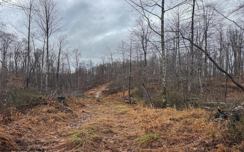 TBD Leaf View Lane, Ellamore, West Virginia 26267, ,Lots/land,For Sale,Leaf View,10157599
