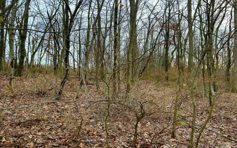 1201 Moyers Road, Bruceton Mills, West Virginia 26525, ,Lots/land,For Sale,Moyers,10157618