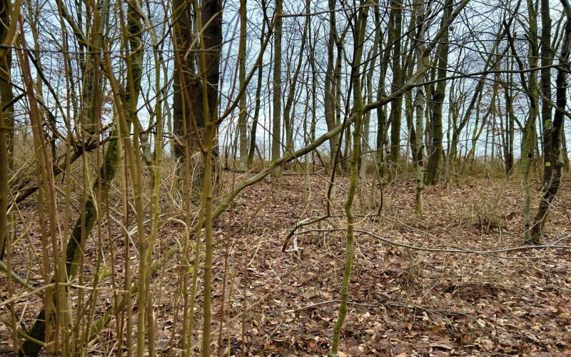 1201 Moyers Road, Bruceton Mills, West Virginia 26525, ,Lots/land,For Sale,Moyers,10157618